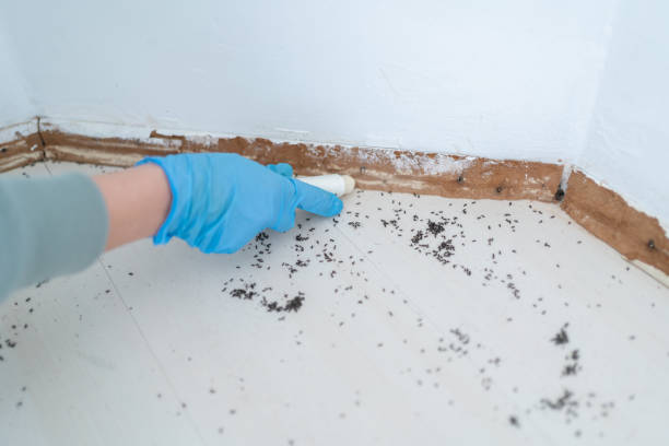 Professional Pest Control in Granger, WA